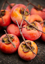 American Persimmons Tree Seedlings for Planting - 1 Yr Old Seedlings - No Ship to California