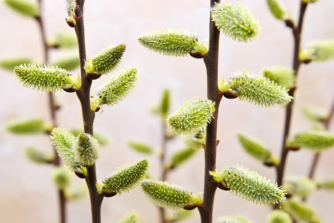 Pussy Willow Tree Cutting to Plant - Grow Stunning Weeping Catskin Willow Trees