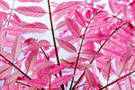 Chinese Toon Tree Seeds for Planting (30 Seeds) - Rare Pink Leafs - Chinese Mahogany, Toona sinensis