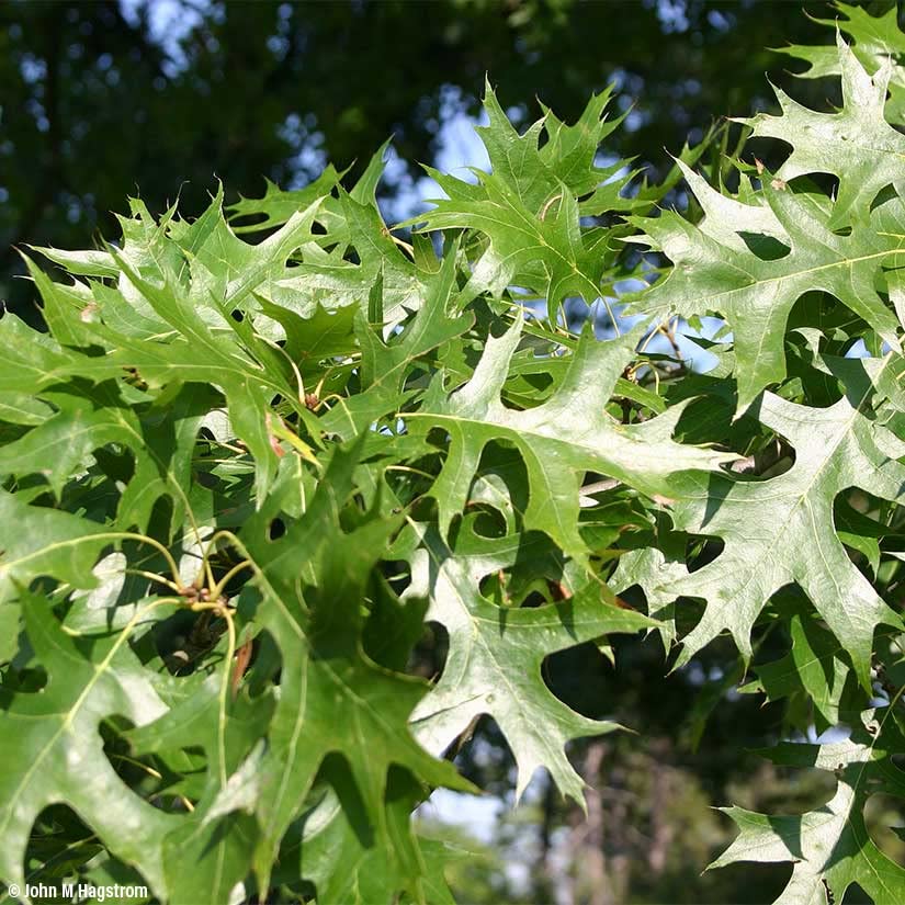 Pin Oak Trees for Planting | Live Tree Seedlings| No Ship to California