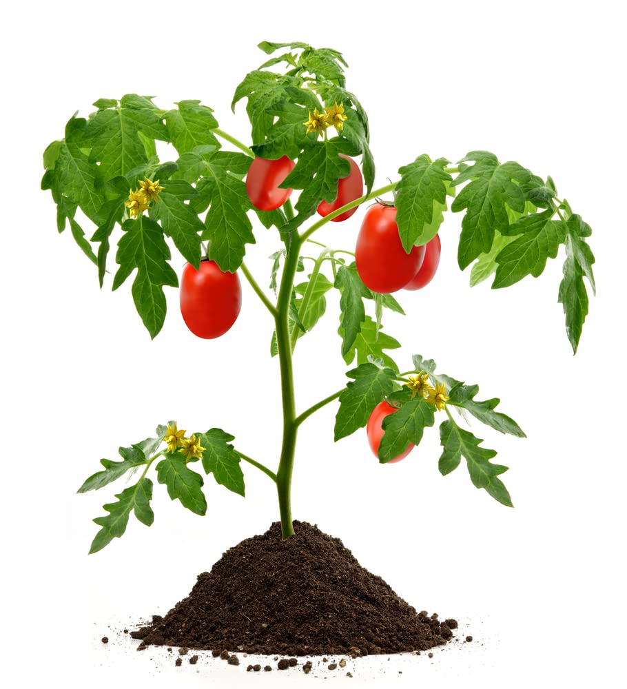 Bonsai Tomato Seeds for Planting | 100+ Seeds | Grow Your Own Food | Good Yield of Delicious Tomatos