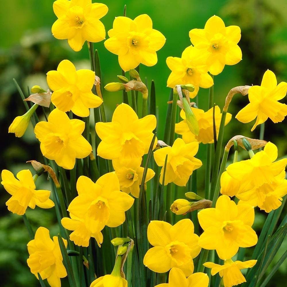Daffodil Bulbs for Spring Planting - 25 Bulbs - Narcissus Bulbs Yellow Daffodil Bulbs Bulk