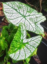 Variegated Caladium Bulb (One Bulb) - Grow Stunning White Leafs, Indooror Outdoor Live Plants