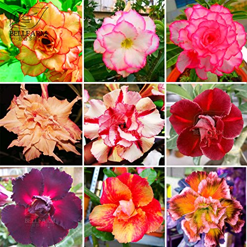 New Adenium Mixed 9 Types Double Petals Colorful Bonsai Desert Rose Seeds, 10+ pcs