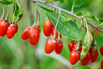 Goji Berry Bush Seedling for Planting (1 Seedling)