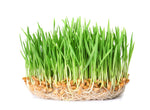 Wheatgrass Sprouts Seeds (500 Seeds) Grow Tasty and Delicious Sprouts in Just Water