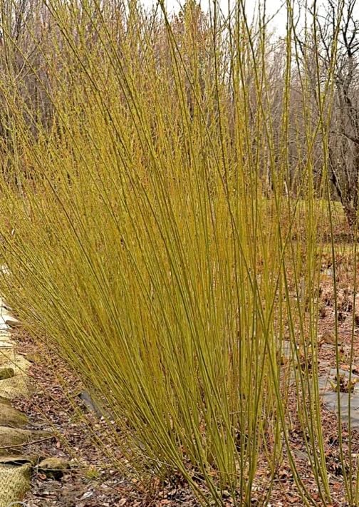 2 Packing Twine Willow Cutting to Grow - Great for Basketry or Privacy - purpurea ‘Packing Twine’ (2 Cuttings)