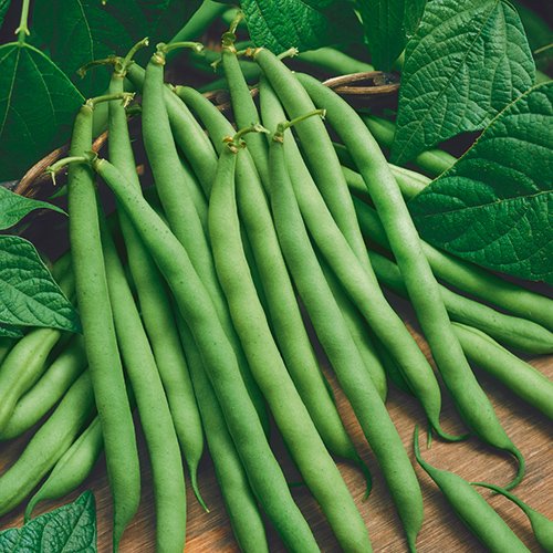 Organic Bush Bean Provider 75 Seeds - Made in USA, Ships from Iowa- Grow Your Own Food, Homestead