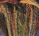 100 Seeds Broom Corn Seeds - Sorghum Vulgar Mixed , Cream, Gold, Red, Brown, Burgundy and More