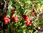 100 American Cranberry Bush Seeds for Planting - Vaccinium macrocarpon