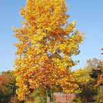 Tulip Poplar Tree Seedling for Planting | Live Tree Seedling (1 Tree) - No Ship to California