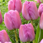 10 Tulip Purple Pride Bulbs), Beautiful tulips.Shipping now!