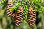 Oriental Spruce Tree Seeds for Planting (30 Seeds) - Picea orientalis