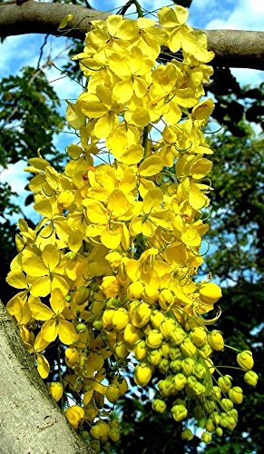 GOLDEN SHOWER TREE, Cassia fistula, rare gold rush yellow flower seed 10 seeds