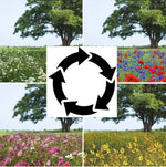 Endless Summer - Annual Succession Mix (200 Seeds)