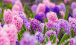 Cotton Candy Hyacinth Mix - 6 Bulbs - Vibrant Spring Blooms