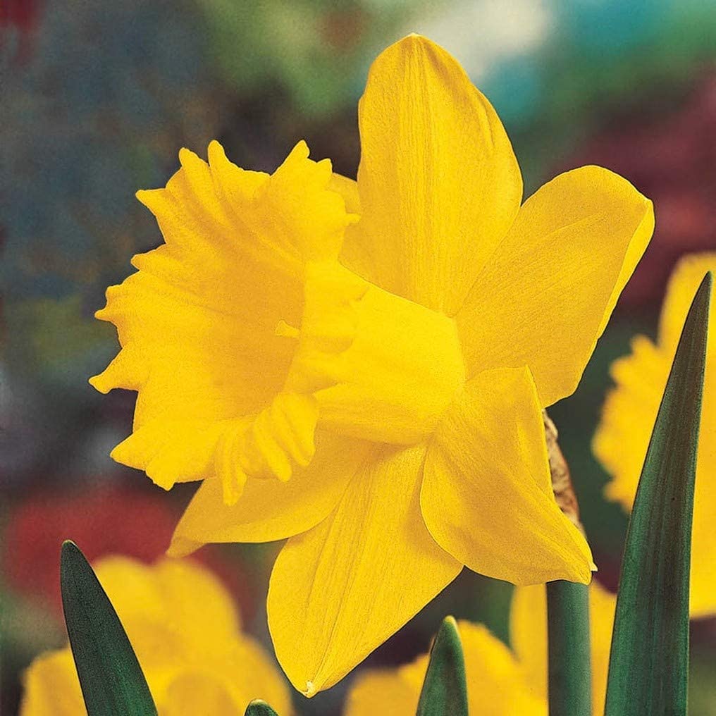 Daffodil Bulbs for Spring Planting - 25 Bulbs - Narcissus Bulbs Yellow Daffodil Bulbs Bulk