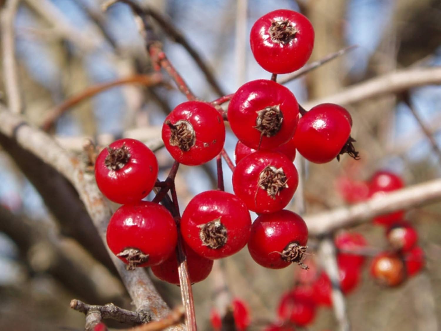 Washington Hawthorn Seedling for Planting - 1Yr Plant (Crataegus phaenopyrum)- Pretty Red Berries