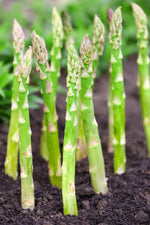 Millennium Live Asparagus Bare Root Plants - 2yr Crowns - Can Not Ship to California