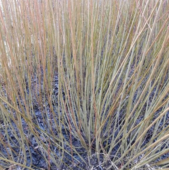 Packing Twine Willow Bush Cutting to Grow - Low Growing Bush with Long Straight Branches, Great for Basket Weaving