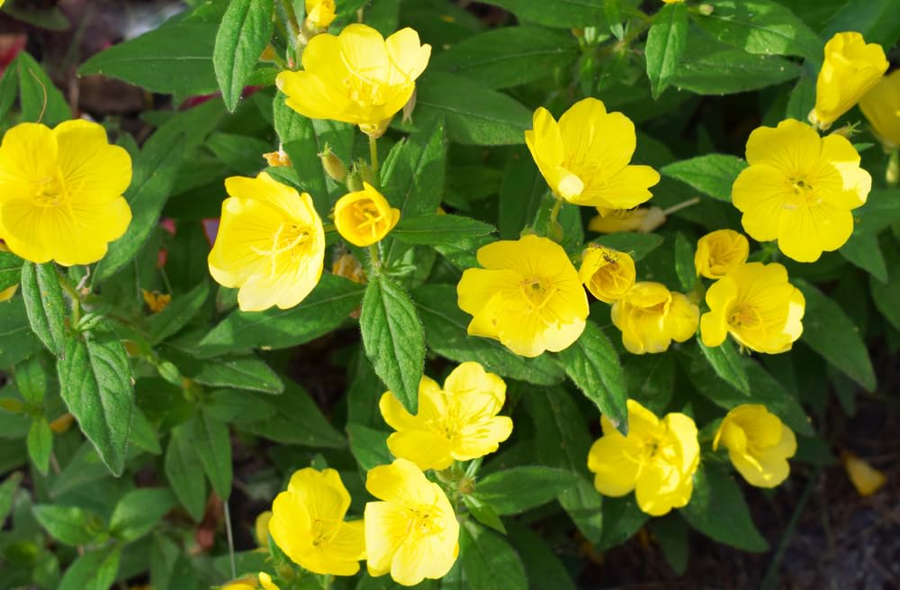 Evening Primrose Plants for Planting- Healthy Rootstock, Beautiful Wildflower, Not Seeds