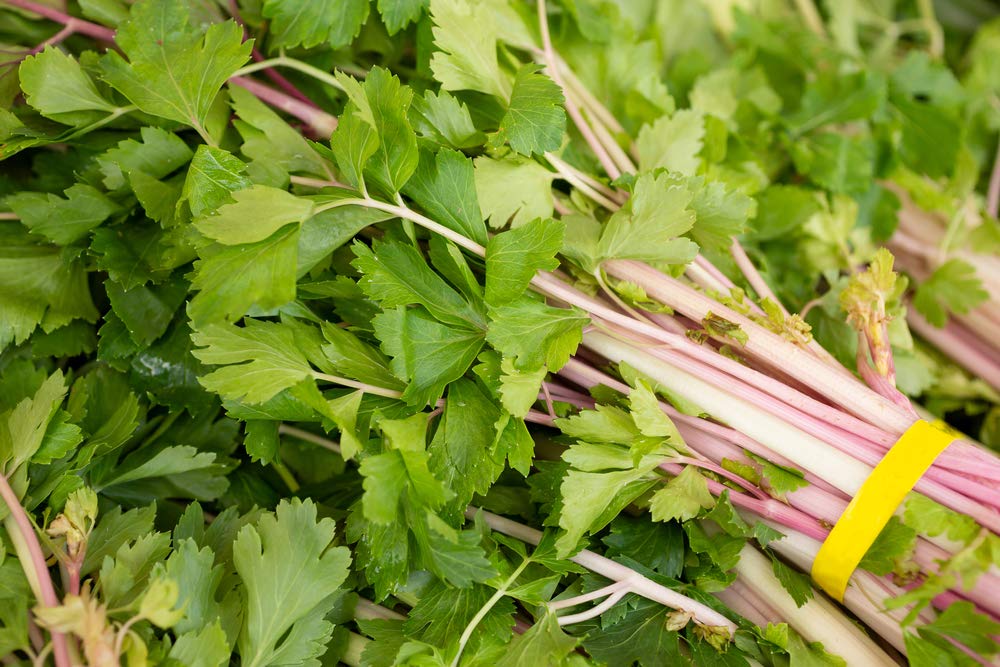 50 Pink Celery Seeds, Chinese, Apium Graveolens, Heirloom, Non GMO