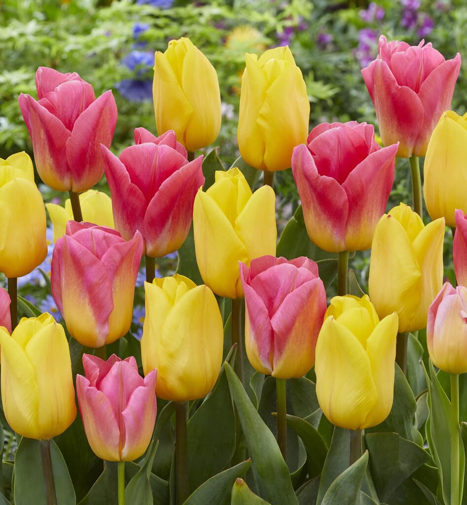 10 "Morning Sunrise Mix Tulip Bulbs for Planting - Easy to Grow Perennial Tulip Flower Bulbs - Stunning Color