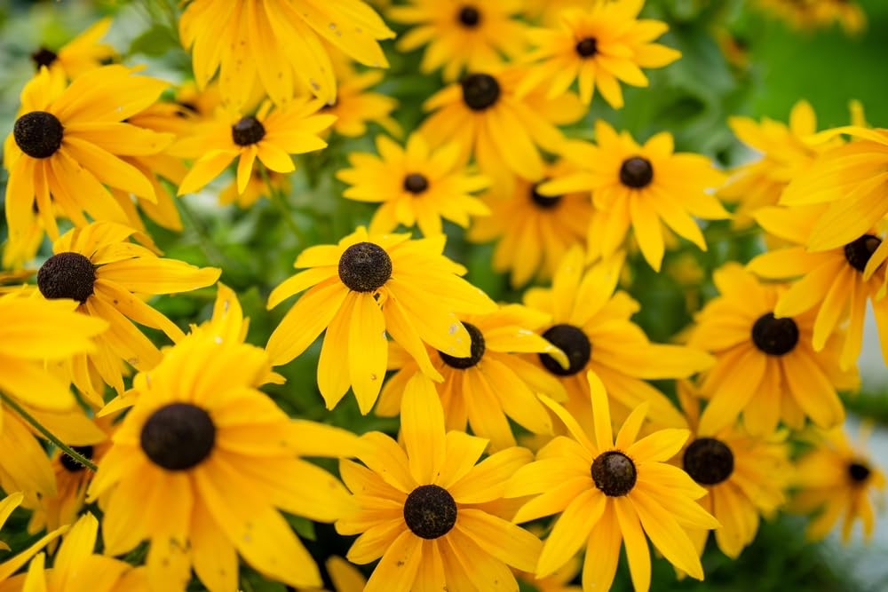 Yellow Coneflower Plants - Healthy Rootstock, Coneflower Wildflower
