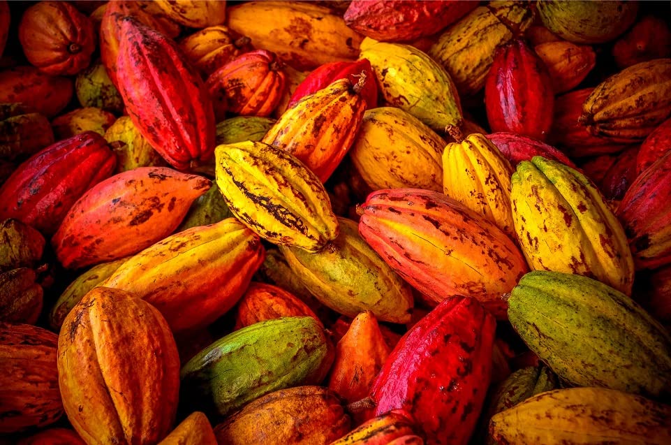 Fresh Cacao Seeds for Planting - Wet Cocoa Seeds - Make Chocolate, Great as Bonsai
