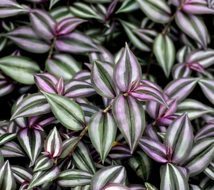 4 Purple and Silver Wandering Jew Cuttings for Planting - Tradescantia Zebrina Plant - Easy to Grow Indoor Outdoor Plant