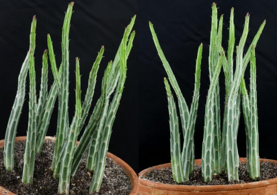 20 Pickle Plant Seeds for Planting - Candlestick Plant, Kleinia colorata