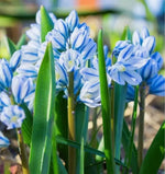 Siberian Squill Flower Bulbs for Planting - (30 Bulbs)