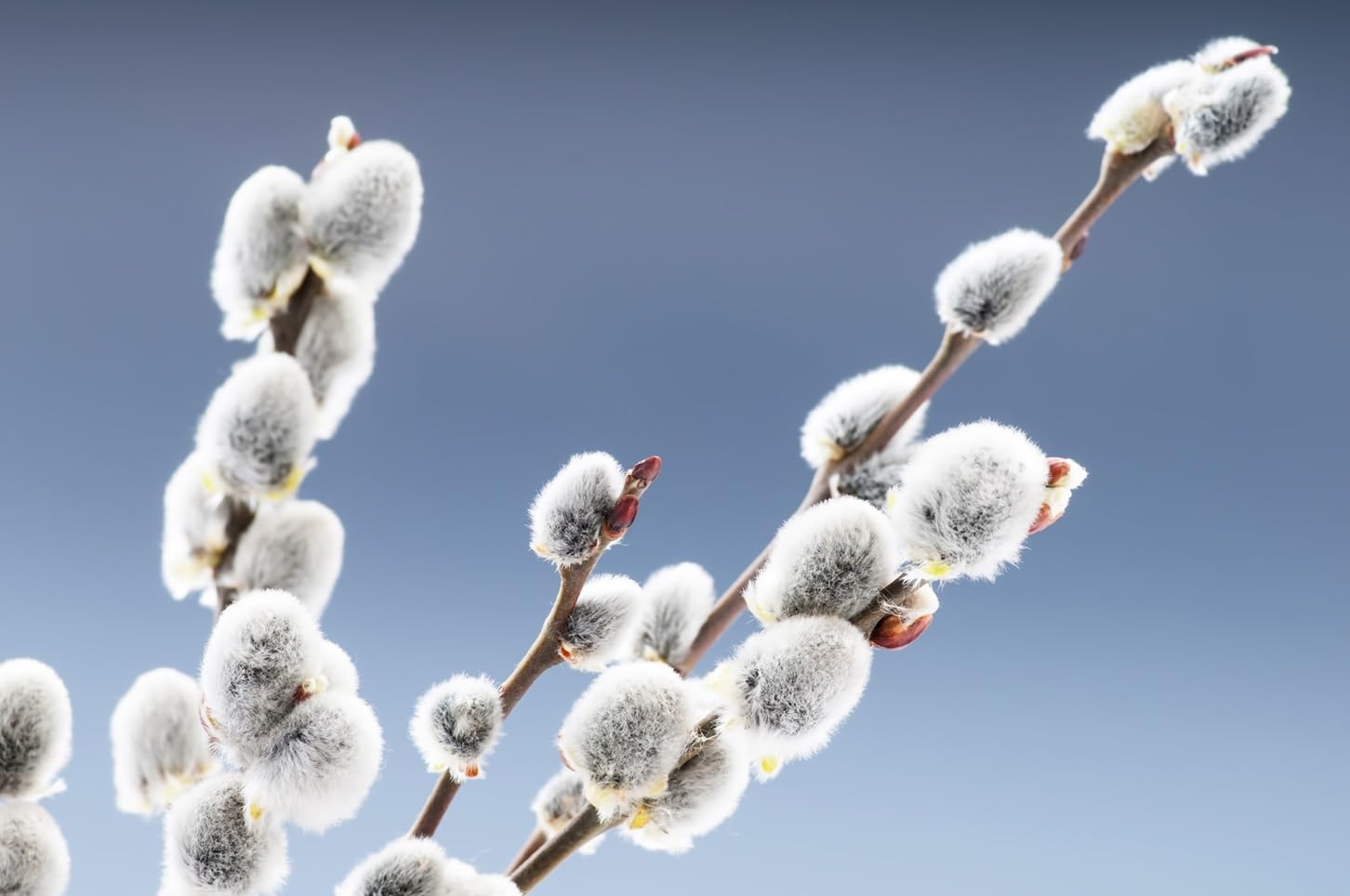 American Pussy Willow Tree Cuttings to Plant - Grow Stunning Catskin Willow Trees (2 Cuttings)