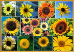 100+ Sunflower Seeds for Planting - Exotic Colors Mix