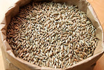 Beautiful (5lb) Organic Cereal Rye Whole Grain Berries