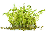 Mung Bean Sprouts Seeds (100 Seeds) Grow Tasty and Delicious Sprouts in Just Water - Microgreens for Eating