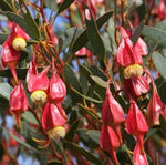 Fuschia Gum Tree Seeds for Planting (10 Seeds) - Eucalyptus forrestiana