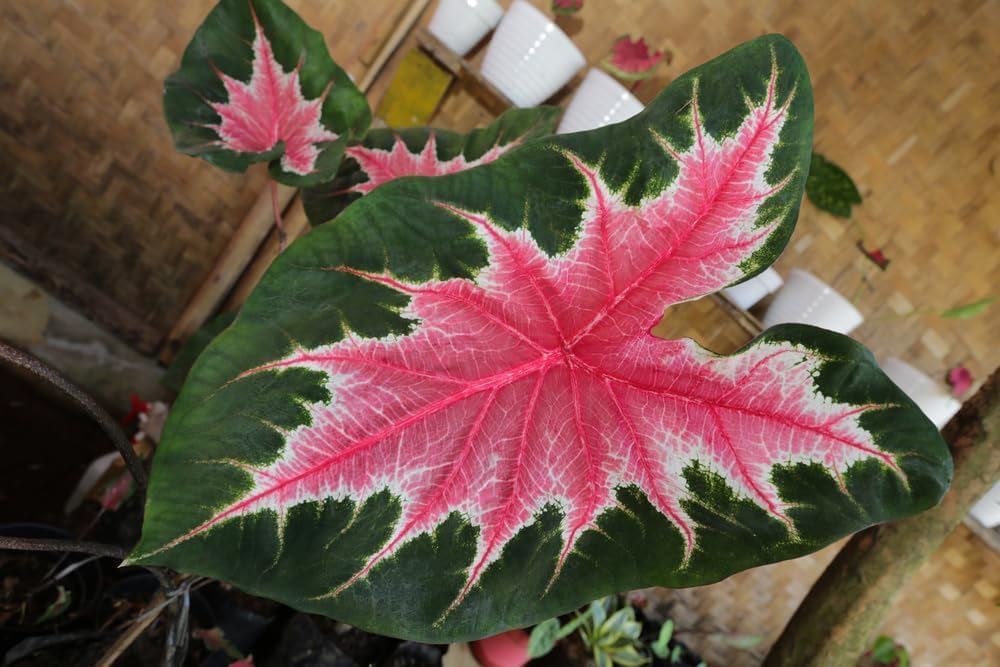 10 Joker Caladium Bulbs for Planting - Rosebud, Perennial Hosta, Elephant Ears, Fancy (10 Bulbs)
