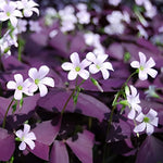 10 Pcs Purple Shamrock Bulbs Seeds Oxalis Triangularis Organic Bulbs Plants Seeds for Planting Home Garden Seeds,for Growing Seeds in The Garden