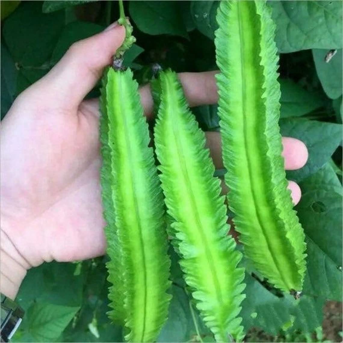 15 Wing Bean Seeds for Planting - Easy to Grow - Exotic Asian Winged Bean