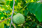 Custard Apple Seeds for Planting (5 Seeds) - Annona cherimola - Great for Bonsai or Exotic Plant Collector
