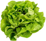 Buttercrunch Lettuce Seeds | 500 Seed Packet | Grow Your Own Food | by CZ Grain. Made in USA, Ships from Iowa.