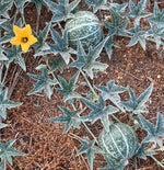 Coyote Melon Seeds (10 Seeds) - Bright Striped Melon, Compact Vines - 60-70 Days till Ripe - Grows in Shade or Full Sun - Fruit Not Edible