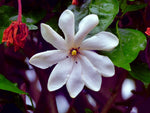 25 Cape Jasmine Flower Seeds - Small Flowering Bush