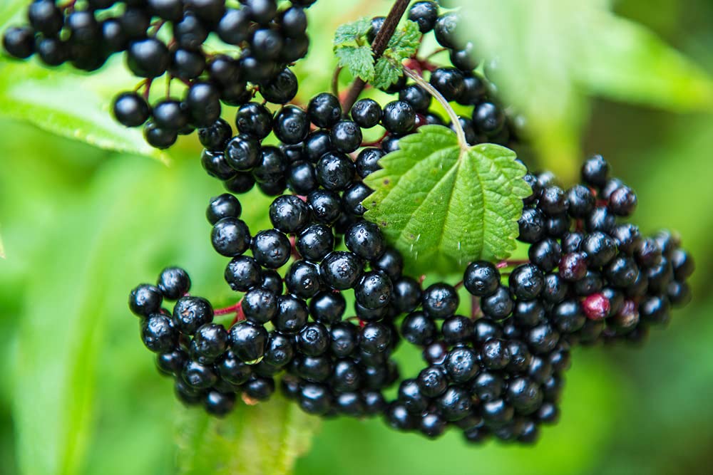 4 Fresh Black Bearing Elderberry Cuttings to Grow - Grow 4 Elderberry Tree Plants - Prized for Healthy Fruit