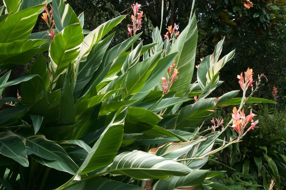 Easy to Plant Bulbs, Fast Growing, Pretty