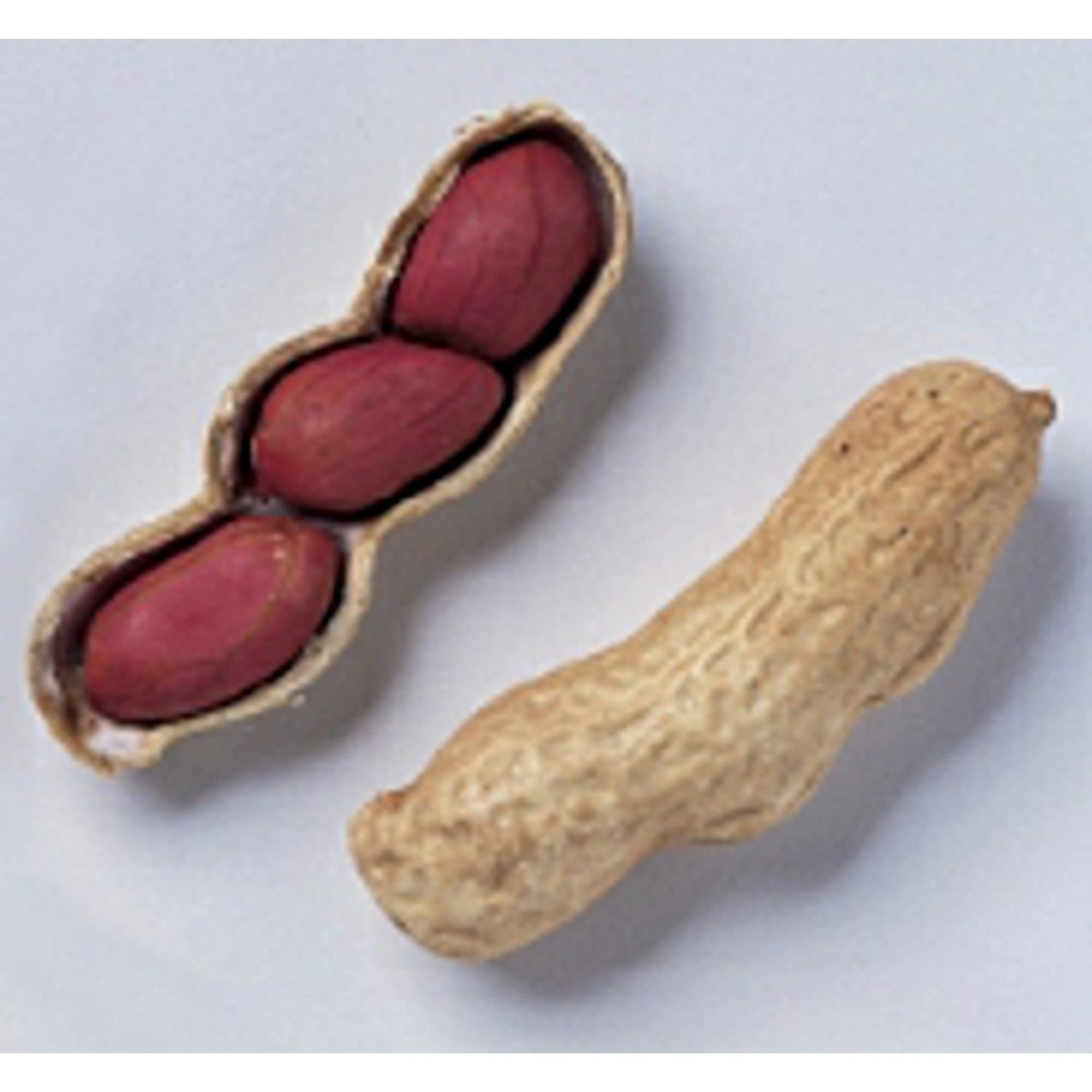 Tennessee Red Valencia Peanuts Seeds (20+ Seeds) | Non GMO | Vegetable Fruit Herb Flower Seeds for Planting | Home Garden Greenhouse Pack