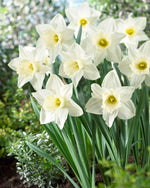 Mount Hood Large Trumpet Daffodil Bulbs for Planting - Large White Elegant Blooms