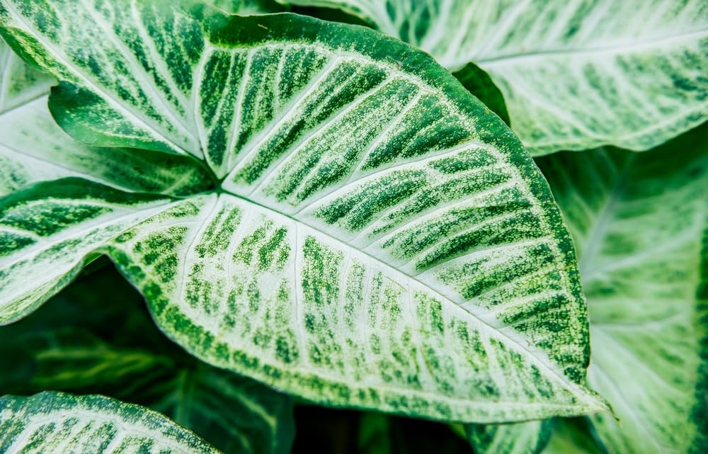 6 Aaron Caladium Bulbs for Planting - Perennial Hosta, Elephant Ears, Fancy (6 Bulbs)
