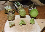 5 Japanese Wasabi Root Seeds for Planting - Wasabia Japonica - Japanese Horseradish - Prized Sushi Side Condiment